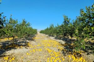 Los agricultores de limón han tenido que elegir entre pagar 12 céntimos para que la industria se los lleve o dejarlos en el suelo