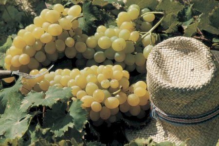 El Ayuntamiento de Teulada aprueba medio millón de euros para la protección de la uva Moscatel