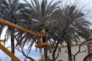 Parques y Jardines intensifica la poda de cerca de 900 árboles durante el mes de julio