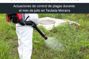 Actuaciones de control de plagas durante el mes de julio en Teulada Moraira