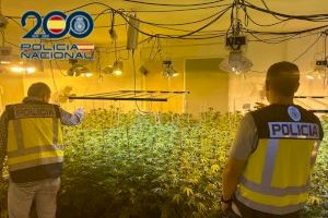 Operación policial contra el narcotráfico y el fraude eléctrico en Jacarilla: incautan 464 plantas de marihuana, una pistola y munición