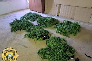 Pillados 'in fraganti' llevándose bolsas con 100 plantas de marihuana en Monóvar