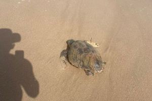 Un ejemplar de tortuga “Caretta Caretta” se refugia de una fuerte marea marina en una playa de El Campello