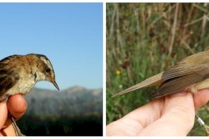 Personal investigador de la UV y la UPV evalúa el impacto del cambio climático en la productividad de las aves