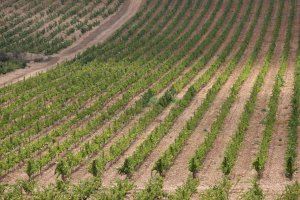 Agricultura supera las expectativas y recibe más de mil solicitudes para las ayudas a la cosecha en verde de uva para vinificación