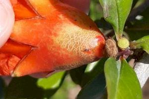 La Comunitat Valenciana en alerta por la llegada de la temida plaga Scirtothrips aurantii Faure: Primeras medidas urgentes para frenarla