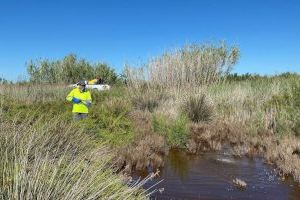 Després de les pluges, arriba la calor i el temor per l'eclosió dels mosquits a Castelló