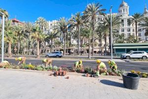 Alicante repone con más de dos mil plantas los maceteros circulares y las zonas de parterres en las zonas turísticas tras las fiestas