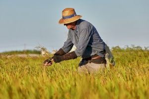 Los agricultores, ganaderos y pescadores ya pueden solicitar las ayudas ‘Cultiva València 2024’, que suman un total de 300.000 euros