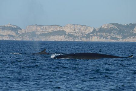 Un pueblo alicantino se convierte en uno de los mejores lugares para avistar ballenas