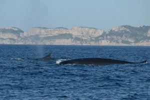 Un poble alacantí es convertix en un dels millors llocs per a albirar balenes