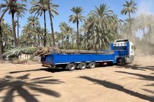 El Ayuntamiento trasplanta el 60% de las palmeras de la calle Pedro Juan Perpiñán al huerto de la Molinera