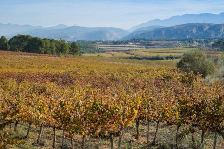 Enamórate del enoturismo de la provincia Valencia con estas cuatro rutas del vino