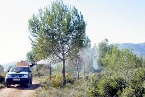 La Generalitat intensifica los trabajos para el control de plagas en los montes de la Comunitat Valenciana