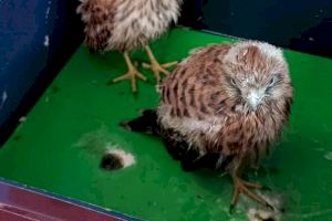 Rescatados cuatro cernícalos que vivían en el polideportivo de Alzira