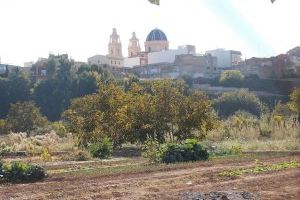 Riba-roja de Túria pasa a considerar falta muy grave el maltrato a los animales y los pájaros