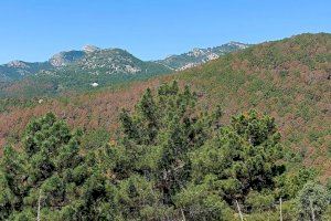 Imatge de xarxes socials aquest estiu al parc Natural del Penyagolosa