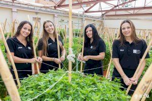 Las Obreras de Bétera realizan la tradicional “desullà de les Alfàbegues”