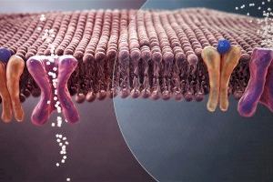 La microbiota intestinal produce enzimas que inactivan las hormonas responsables del control de glucosa en sangre