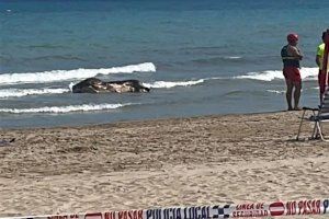 ¿De dónde procede el buey muerto que ha aparecido flotando en la playa de Torreblanca?