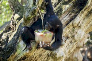 Helados gigantes, lluvia artificial, baños y dieta estival para el bienestar de los animales de BIOPARC Valencia