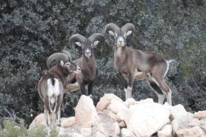 La fauna salvaje arruina la agricultura de las montañas de Alicante: cultivos bajo el asedio de ciervos, muflones y arruís