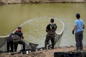 Retiran peces de los embalses de Beniarrés y Ulldecona para garantizar la calidad del agua