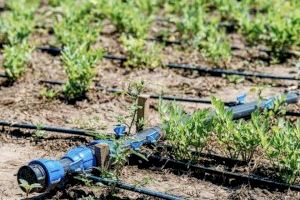 Freno a las fugas de agua en Oropesa: el Ayuntamiento sustituye la instalación de riego en Les Amplàries