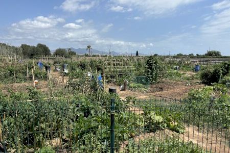 Almassora ofrece el aprovechamiento de seis parcelas del huerto urbano