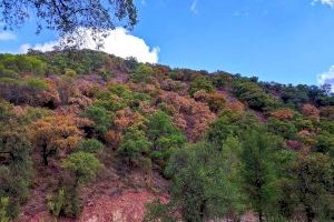 Compromís urgeix a actuar als boscos de l'interior de Castelló afectats per sequera