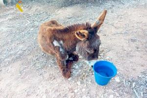 Abandona hasta la muerte a una burra enferma cuando ya no era útil para su explotación en un pueblo de Valencia