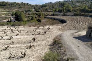 La sequera en la Comunitat Valenciana deixa un rastre de 250 milions en pèrdues: l'agricultura i la ramaderia, a la vora del col·lapse