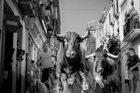 Los toros de Carmen Valiente protagonizarán el encierro de las fiestas de la Mare de Déu del Roser en Almassora