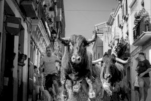 Los toros de Carmen Valiente protagonizarán el encierro de las fiestas de la Mare de Déu del Roser en Almassora