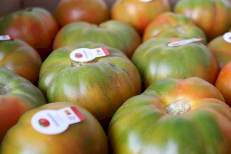 Mutxamel cierra la sexta edición de la Feria del Tomate con el triple de ventas de producto y asistencia que el año anterior