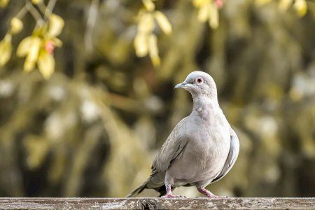 Se disparan las capturas de palomas en Castellón: un 50% más que en años anteriores