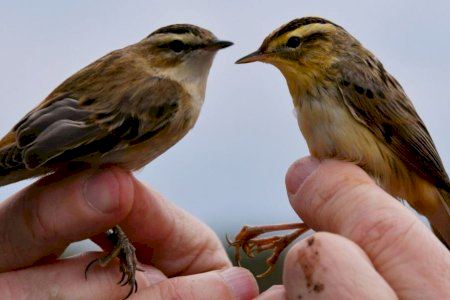 Nules se une a un proyecto internacional para proteger a una de las aves más amenazadas de Europa