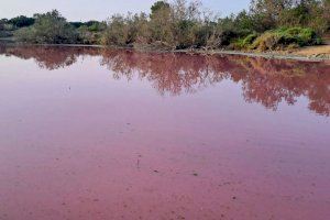 La Albufera de València se viste de rosa: La laguna del Racó de l'Olla sorprende con un espectacular tono rosado