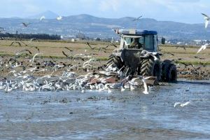 "Nos tratan como delincuentes": despliegan 5 patrullas y un helicóptero para las inspecciones de trabajo en los campos de arroz valencianos