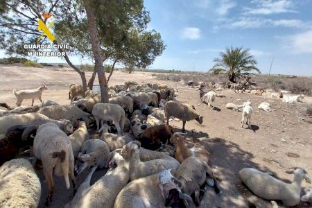 Desmantelan una red de venta ilegal de corderos que ponía en riesgo la salud pública en Alicante