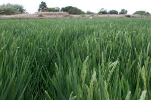 AVA-ASAJA logra que Agroseguro incremente el precio indemnizable del arroz y la superficie con cobertura del aguacate