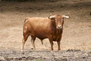 Los toros de Monteviejo correrán el primer encierro de Fira d’Onda y se suman al cartel de Torrestrella y Cebada Gago