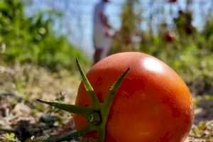 La Diputació de València finança les tomaques de La Tomatina com a mostra de suport a la tradicional festa valenciana