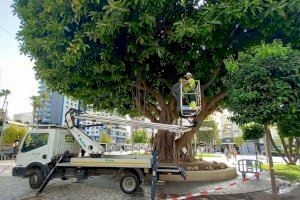 Benidorm poda el icónico ficus de la Plaza de la Hispanidad para garantizar la seguridad ante un posible estrés hídrico del ejemplar