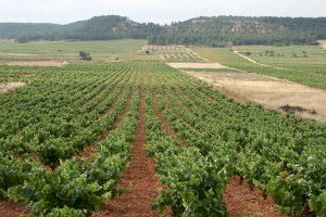 Los agricultores valencianos advierte de "precio históricos en la uva" por la sequía