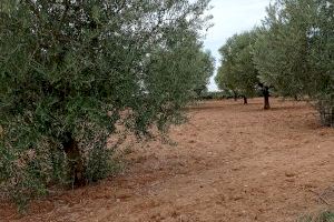 La sequía 'quema' a los olivares valencianos: una crisis sin precedentes