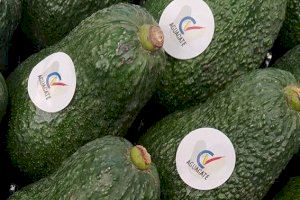 La campaña del aguacate valenciano acaba con un 50% más de producción y precios dignos