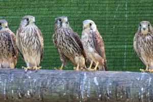 Diversos centres de recuperació de fauna de la Comunitat Valenciana acolliran a espècies exòtiques