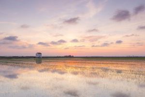 El regidor de Devesa-Albufera demana “equilibrar interessos turístics i salut de l'ecosistema de l’Albufera”