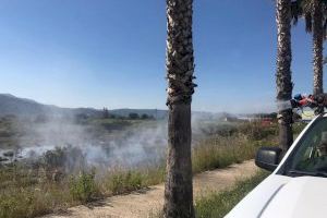 Oropesa del Mar toma medidas drásticas contra la invasión de insectos y desata fumigaciones masivas